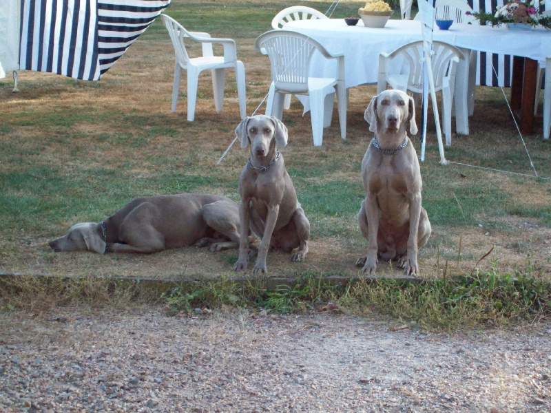 NOS COMPAGNONS