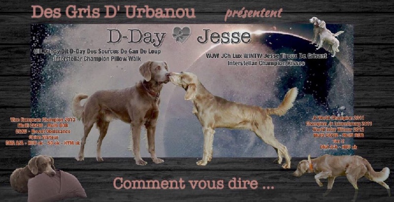 des Gris d'Urbanou - Braque de Weimar - Portée née le 15/04/2016